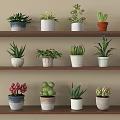 Various Indoor Potted Plants On Multiple Wooden Shelves With Different Pots And Types