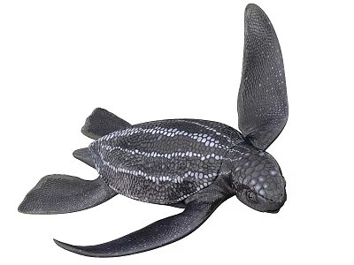 Leatherback Sea Turtle with Dark Shell White Stripes and Large Flippers Key Characteristics 3d model