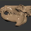 Copper Colored Animal Skull Anatomical Model For Medical Education And Training