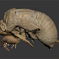 Dried Brown Insect Specimen With Detailed Exoskeleton Legs And Head On Black Background