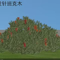 Banksia spinulosa Shrub With Green Foliage And Red Flowers In Sunny Grassland Setting