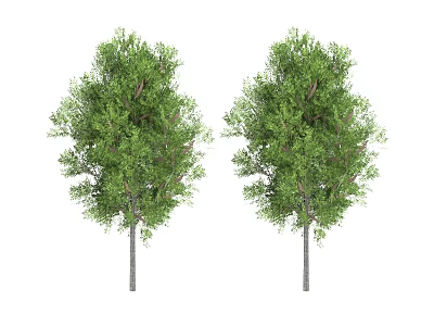 Two Healthy Arbor Trees With Lush Green Foliage And Gray Trunks On White Background 3d model