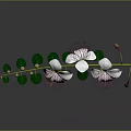 White Flowers With Pink Stamens And Green Leaves On Branch Against Dark Background With Reflection
