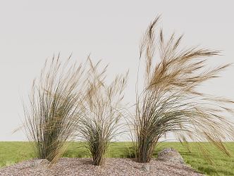 Modern feather grass 3d model