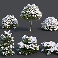 Snow Covered Bushes With Various Shapes And Green Foliage In Winter Scene