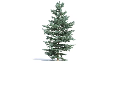 Tall Green Pine Tree With Lush Evergreen Foliage And Full Branches 3d model