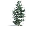 Tall Green Pine Tree With Lush Evergreen Foliage And Full Branches