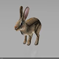 Brown Rabbit Standing With Long Ears On Black Surface And Reflection 3d model