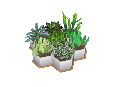 Variety of Green Succulent Plants in White Hexagonal Planters with Wooden Base 3d model