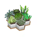Variety of Green Succulent Plants in White Hexagonal Planters with Wooden Base