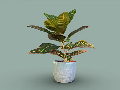 Green Tropical Plant With Large Variegated Leaves And Red Yellow Edges In Blue Textured Pot 3d model
