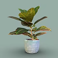 Green Tropical Plant With Large Variegated Leaves And Red Yellow Edges In Blue Textured Pot
