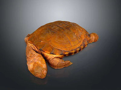 Brown Orange Reptile Turtle With Textured Shell Resting On Smooth Gray Surface 3d model