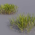 Green Grass With Long Slender Leaves And Light Brown Stems Growing On Gray Surface