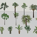 Modern Tree Coconut Tree 3d model