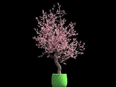 Beautiful Cherry Blossom Tree With Pink Flowers In Green Pot On Black Background 3d model