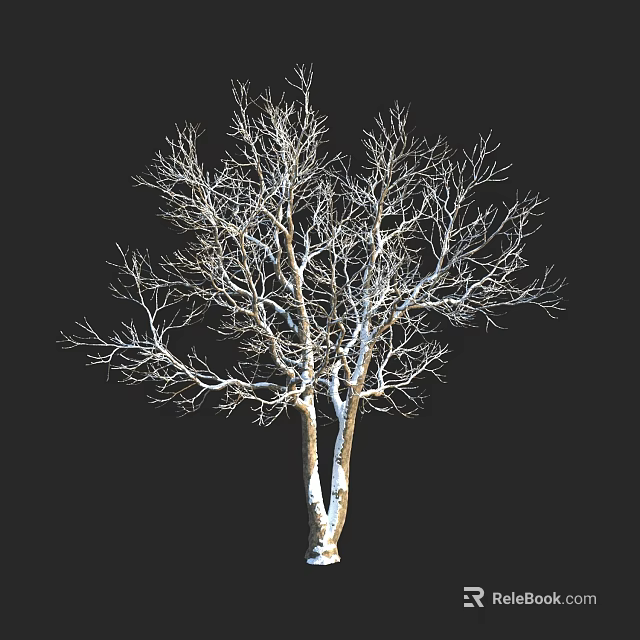 Tall Arbor With Bare Branches And White Trunk On Black Background 3d model