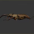 Stag Beetle With Large Mandibles And Brown Red Body On Dark Background