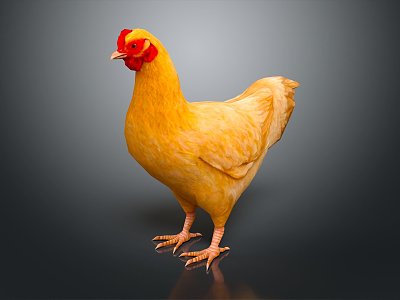 Modern hen poultry 3d model