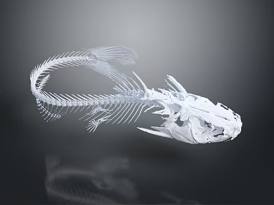 Detailed Fish Skeleton Organ Anatomical Structure 3D Render in White Isolated on Black Background 3d model