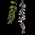 Wisteria Plant With Hanging Purple Flower Clusters And Green Leaves