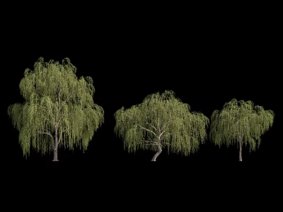 Three Weeping Willow Trees With Green Leaves And Weeping Branches On Black Background 3d model