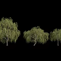 Three Weeping Willow Trees With Green Leaves And Weeping Branches On Black Background