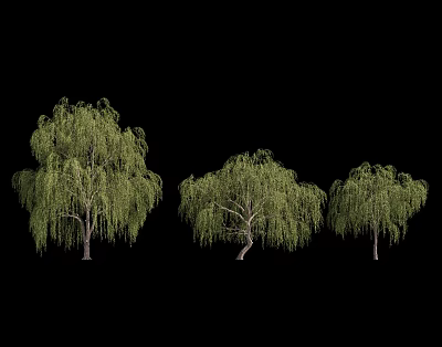 Three Weeping Willow Trees With Green Leaves And Weeping Branches On Black Background 3d model