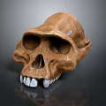 High Quality Anatomical Skull Model Medical Device For Educational Training Use 3d model