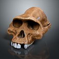 Skull Animal Skull Fossil Skull Skeleton Animal Skeleton Animal Skeleton Animal Skeleton Fossil 3d model