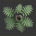 Green Fern Plant Featuring Feathery Leaves Textured Trunk And Decorative Base On Grey Background