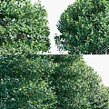 Diverse Shaped Ornamental Shrubs with Pruned Hedges Conical and Rounded Forms 3d model