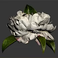 White Flower with Delicate Petals and Fresh Green Leaves Isolated on Dark Background