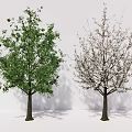 modern tree magnolia tree plant 3d model