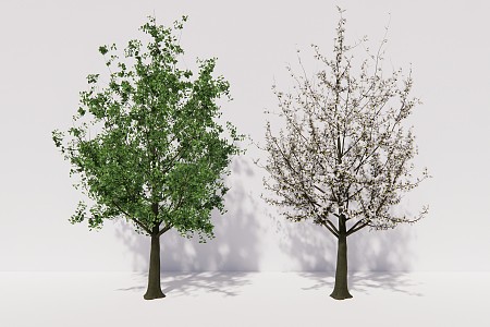 modern tree magnolia tree plant 3d model