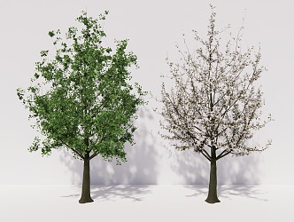 modern tree magnolia tree plant 3d model