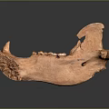 Reddish Brown Fossil Animal Skull With Detailed Texture On Gray Gradient Background