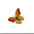 Vibrant Orange and Yellow Butterfly with Colorful Wings and Natural Patterns
