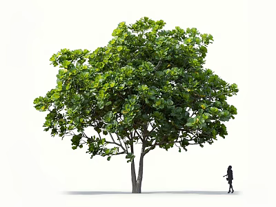 Tall Green Tree With Lush Foliage And Person Walking Nearby 3d model