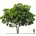 Qin Ye Ficus Banyan Tree Rubber Tree Qin Ye Rubber Tree Landscape Tree Forest Big Tree Small Tree Spring Tree Summer Tree Autumn Tree Bodhi Tree 3d model