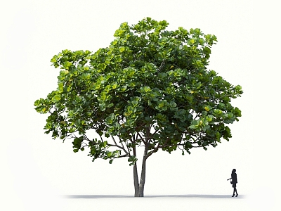 Qin Ye Ficus Banyan Tree Rubber Tree Qin Ye Rubber Tree Landscape Tree Forest Big Tree Small Tree Spring Tree Summer Tree Autumn Tree Bodhi Tree 3d model