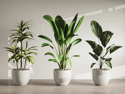 Various Green Potted Plants in White Pots on Wooden Floor with Natural Light 3d model