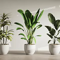 Various Green Potted Plants in White Pots on Wooden Floor with Natural Light