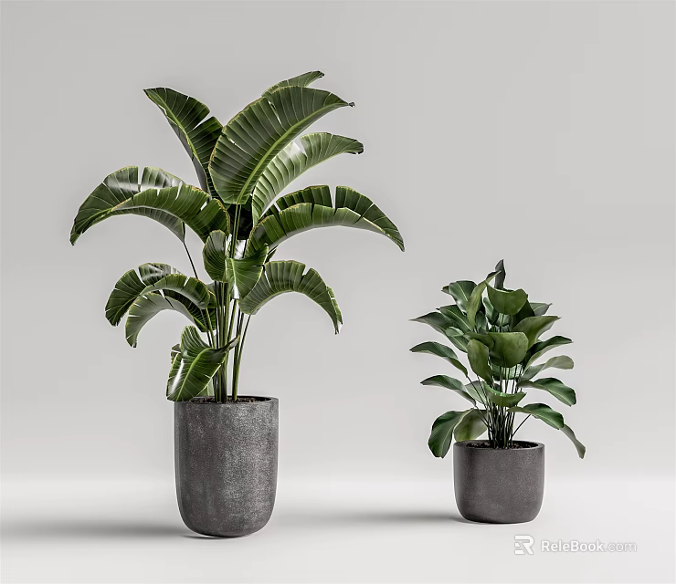 Green Leafy Potted Plants in Two Sizes Displayed with Gray Ceramic Pots 3d model
