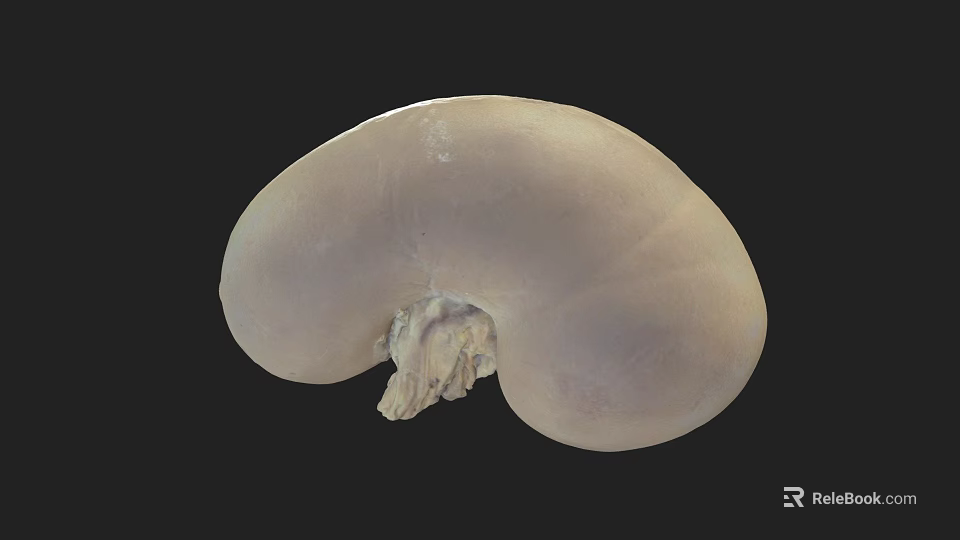 Human Liver Anatomical Model With Smooth Surface For Medical Study And Education 3d model 