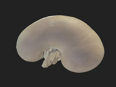 Human Liver Anatomical Model With Smooth Surface For Medical Study And Education 3d model