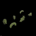 Green Vines Decorative Climbing Plants Various Shapes For Home And Garden Design