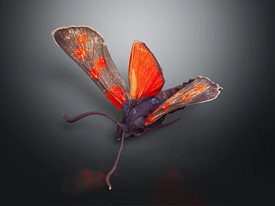 Vibrant Red Winged Moth With Orange Spots And Dark Body On Dark Background 3d model
