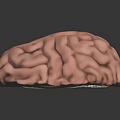 Detailed Human Brain 3D Model Showing Internal Anatomy And Structural Details 3d model