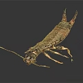 Brown Earwig With Long Antennae And Pincer Tail On Dark Background 3d model